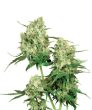 Maple Leaf Indica (Sensi Seeds)
