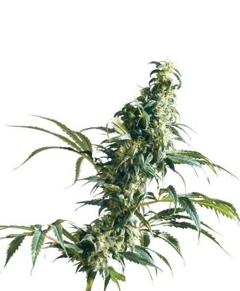 Mexican Sativa (Sensi Seeds)