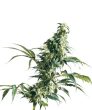 Mexican Sativa - Sensi Seeds (10 Reg)