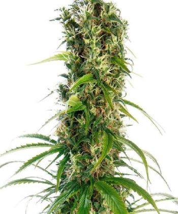 Michka (Sensi Seeds)