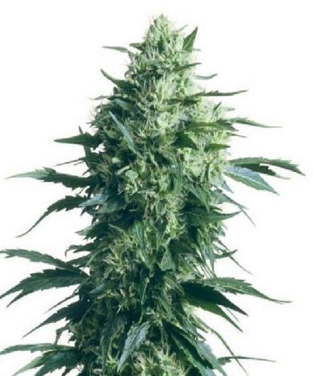 Mother's Finest (Sensi Seeds)