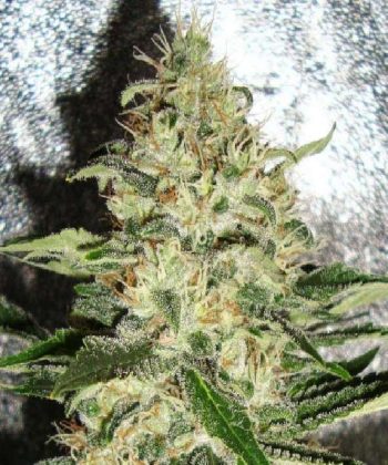 Mr Nice G13 X Hash Plant (Sensi Seeds)