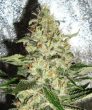 Mr Nice G13 X Hash Plant (Sensi Seeds)