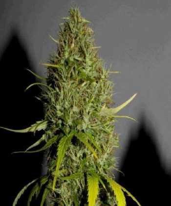 NL #5 x Haze (Sensi Seeds)