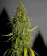 NL #5 x Haze (Sensi Seeds)