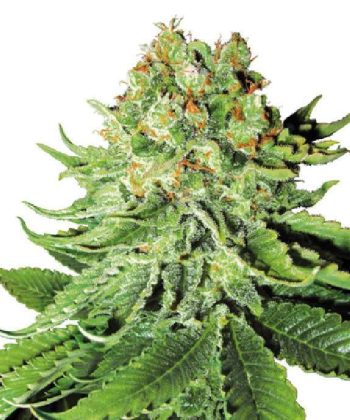 Northern Lights Automatic (Sensi Seeds)