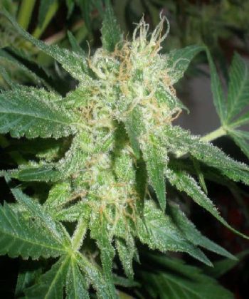 Northern Lights (Sensi Seeds)