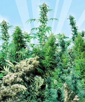 Outdoor Mix (Sensi Seeds)