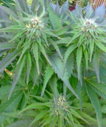 Ruderalis Indica (Sensi Seeds)