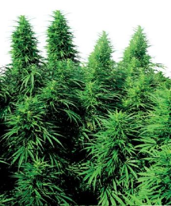 Ruderalis Skunk (Sensi Seeds)