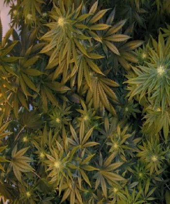 Shiva Shanti II (Sensi Seeds)