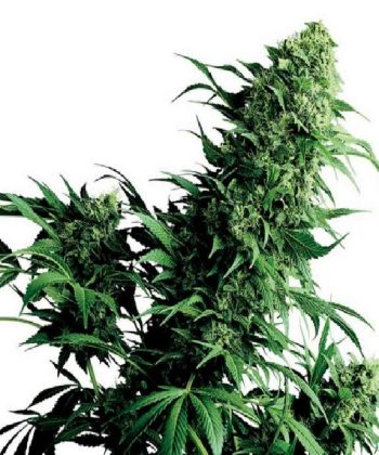 Shiva Shanti (Sensi Seeds)