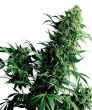 Shiva Shanti (Sensi Seeds)