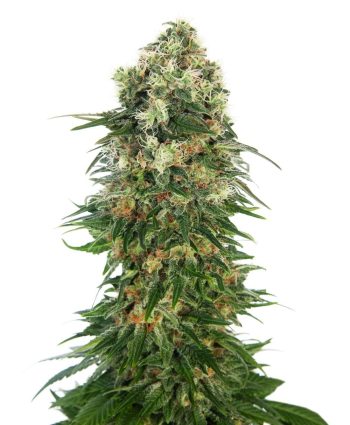 Shiva Skunk Automatic (Sensi Seeds)