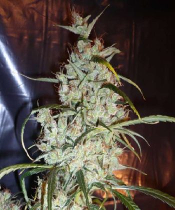 Silver Haze #9 (Sensi Seeds)