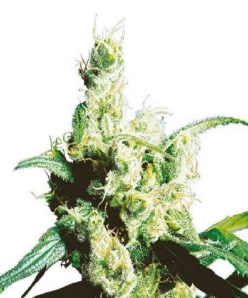 Silver Haze (Sensi Seeds)