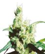 Silver Haze (Sensi Seeds)