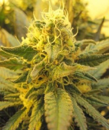 Skunk #1 Automatic (Sensi Seeds)