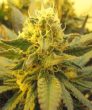 Skunk #1 Automatic (Sensi Seeds)