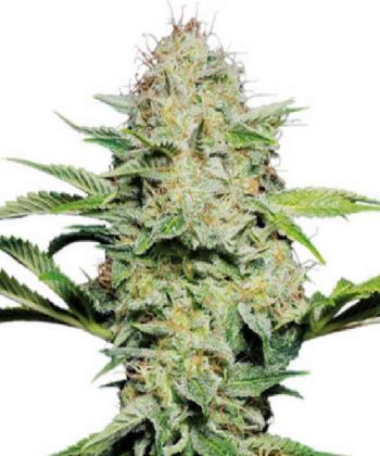Skunk Automatic (Sensi Seeds)