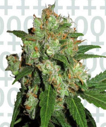 Skunk (Sensi Seeds)