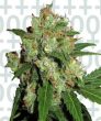 Skunk (Sensi Seeds)