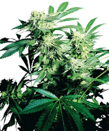 Skunk Kush (Sensi Seeds)