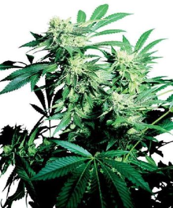 Skunk Kush (Sensi Seeds)
