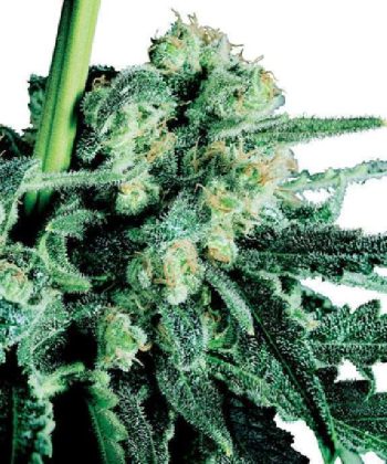 Skunk (Sensi Seeds)