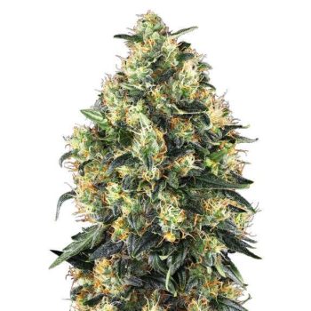 Super Skunk Automatic (Sensi Seeds)