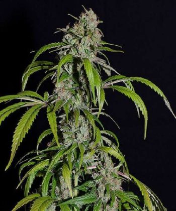Super Skunk (Sensi Seeds)