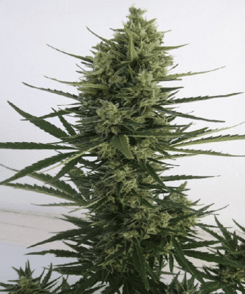 Auto Malawi x Northern Lights Feminised (Ace Seeds)