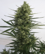 Auto Malawi x Northern Lights Feminised (Ace Seeds)