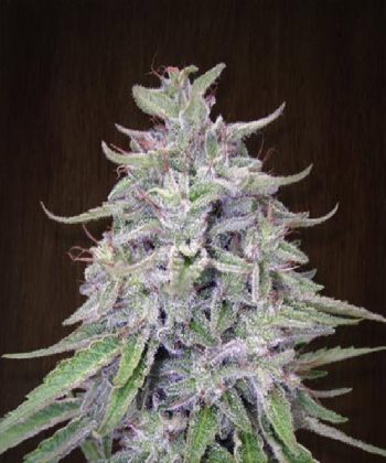 Bangi Haze Regular (Ace Seeds)