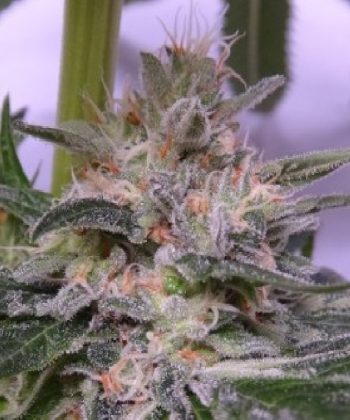 Bubba Hash Feminised (Ace Seeds)