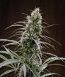 Congo Feminised (Ace Seeds)