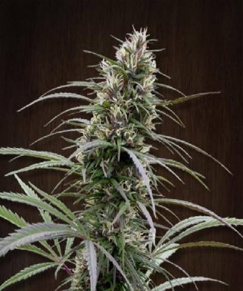 Congo Regular (Ace Seeds)