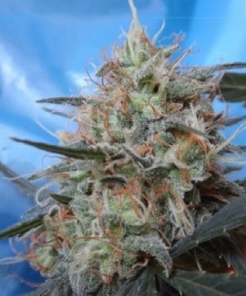 Congo x Kali China Feminised (Ace Seeds)