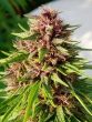 Erdpurt Feminised (Ace Seeds)