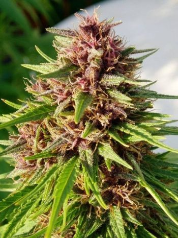 Erdpurt Regular (Ace Seeds)