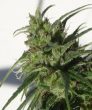 Ethiopia x Malawi Regular (Ace Seeds)