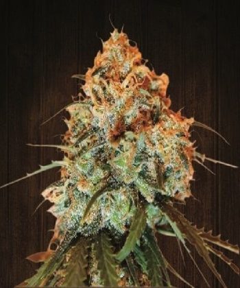Golden Tiger Feminised (Ace Seeds)