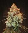 Golden Tiger Regular (Ace Seeds)