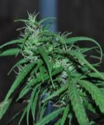 Green Haze Regular (Ace Seeds)