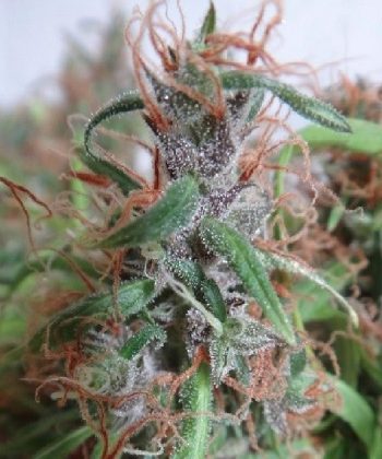 Honduras Regular (Ace Seeds)