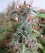 Honduras Regular (Ace Seeds)