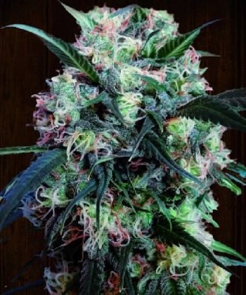 Kali China Feminised (Ace Seeds)