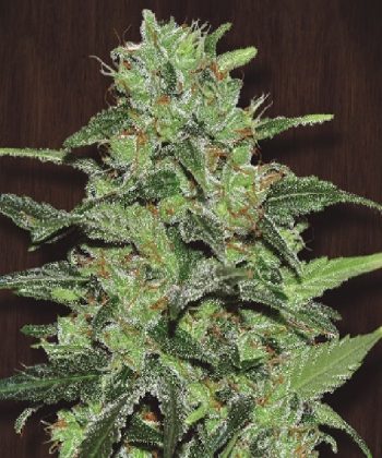 Malawi Feminised (Ace Seeds)