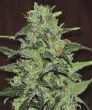 Malawi Regular (Ace Seeds)