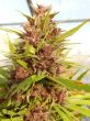 Malawi x PCK Regular (Ace Seeds)